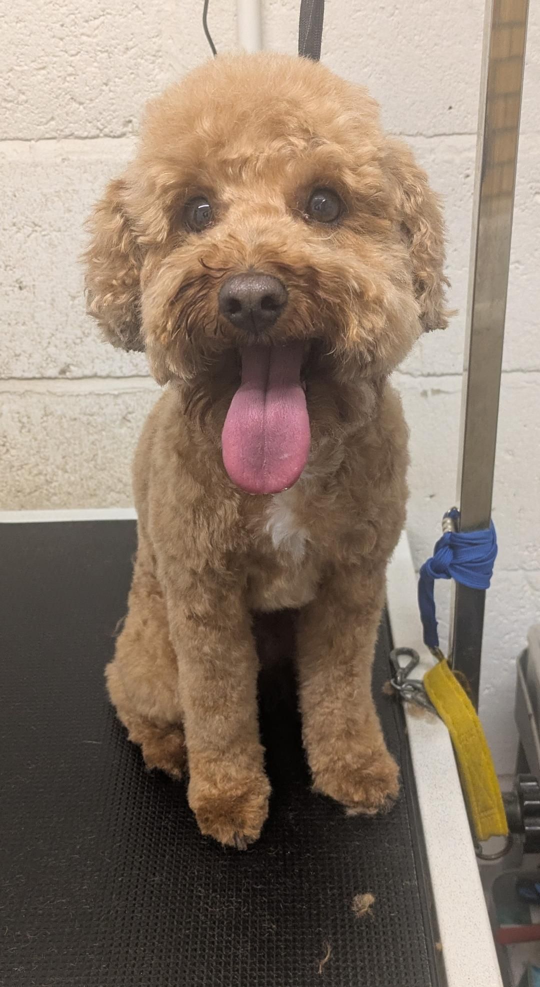 Groomed dog at Misty's